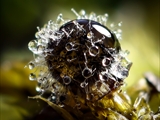 Kugelspringer (Sminthuridae, Collembola) von dem erst kürzlich entdeckten Pilz Pandora batellata parasitiert. Kugelspringer sind sehr klein, sie werden nur 0,5 bis 2 mm groß.